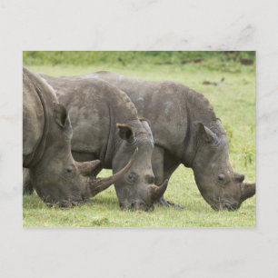 Kenya, Lake Nakuru National Park. Three white Postcard