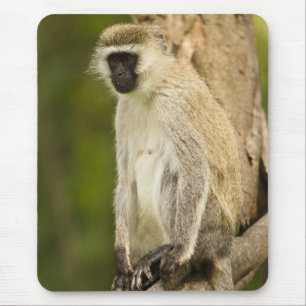 Kenya, Lake Nakuru National Park. Vervet Mouse Pad