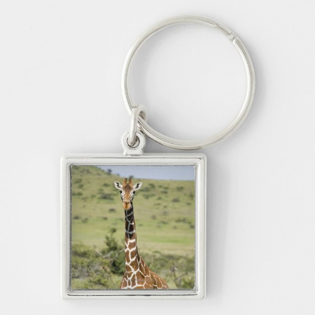 Kenya, Lewa Conservancy, Masai Giraffe standing Key Ring (Front)