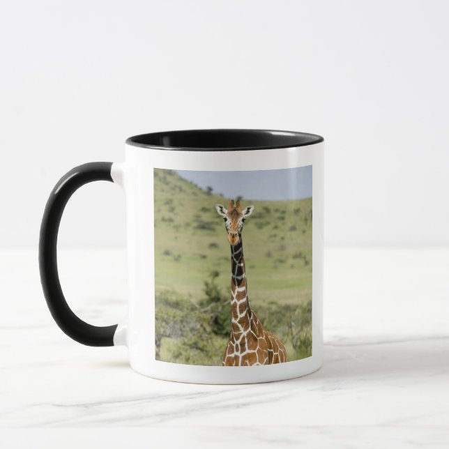 Kenya, Lewa Conservancy, Masai Giraffe standing Mug (Left)