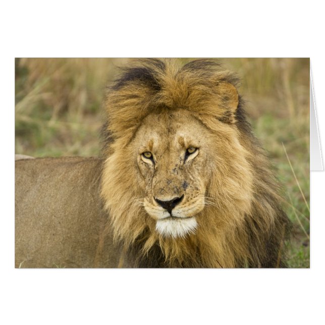 Kenya Masai Mara (Front Horizontal)