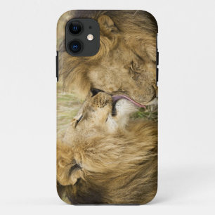 Kenya, Masai Mara. Close-up of one male lion Case-Mate iPhone Case