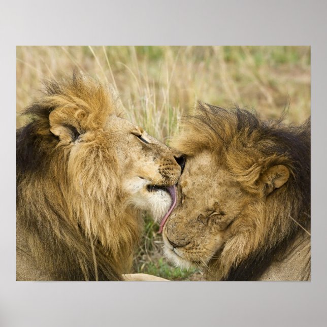 Kenya, Masai Mara. Close-up of one male lion Poster (Front)