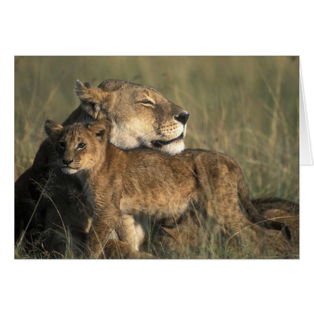 Kenya, Masai Mara Game Reserve, Lioness (Front Horizontal)