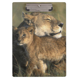 Kenya, Masai Mara Game Reserve, Lioness Clipboard