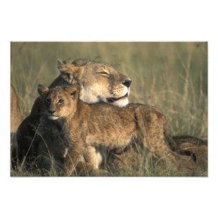 Kenya, Masai Mara Game Reserve, Lioness Photo Print