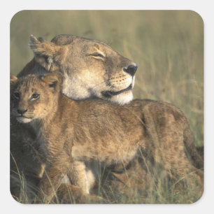 Kenya, Masai Mara Game Reserve, Lioness Square Sticker