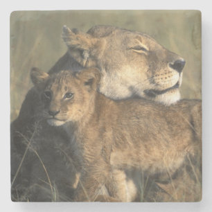 Kenya, Masai Mara Game Reserve, Lioness Stone Coaster