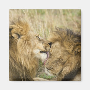 Kenya, Masai Mara Magnet