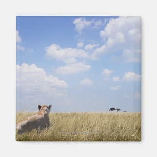 Kenya, Masai Mara Magnet