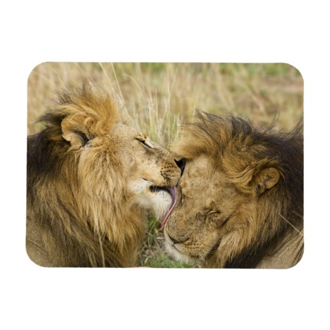 Kenya, Masai Mara Magnet (Horizontal)