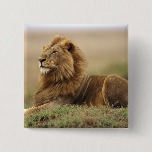 Kenya, Masai Mara   Male Lion 15 Cm Square Badge