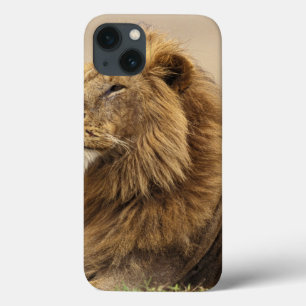 Kenya, Masai Mara Male Lion iPhone 13 Case