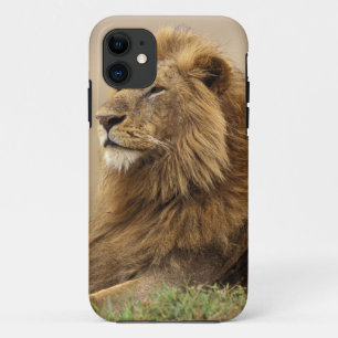 Kenya, Masai Mara   Male Lion Case-Mate iPhone Case