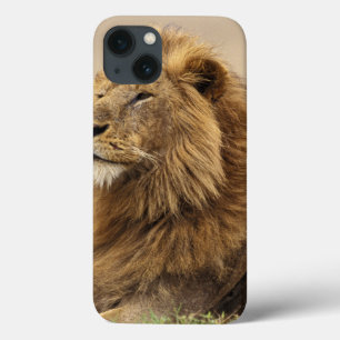 Kenya, Masai Mara Male Lion iPhone 13 Case