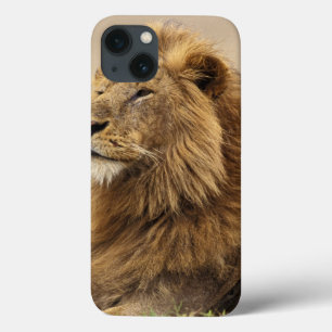 Kenya, Masai Mara   Male Lion iPhone 13 Case