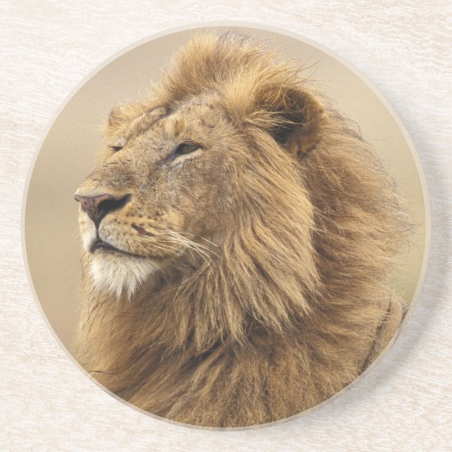 Kenya, Masai Mara | Male Lion Coaster (Front)