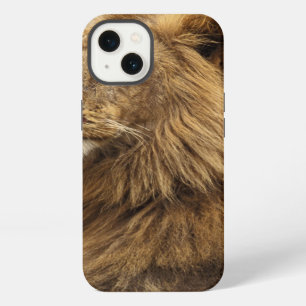 Kenya, Masai Mara Male Lion iPhone 13 Case