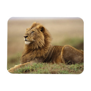 Kenya, Masai Mara Male Lion Magnet