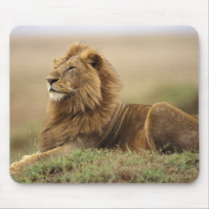 Kenya, Masai Mara Male Lion Mouse Pad