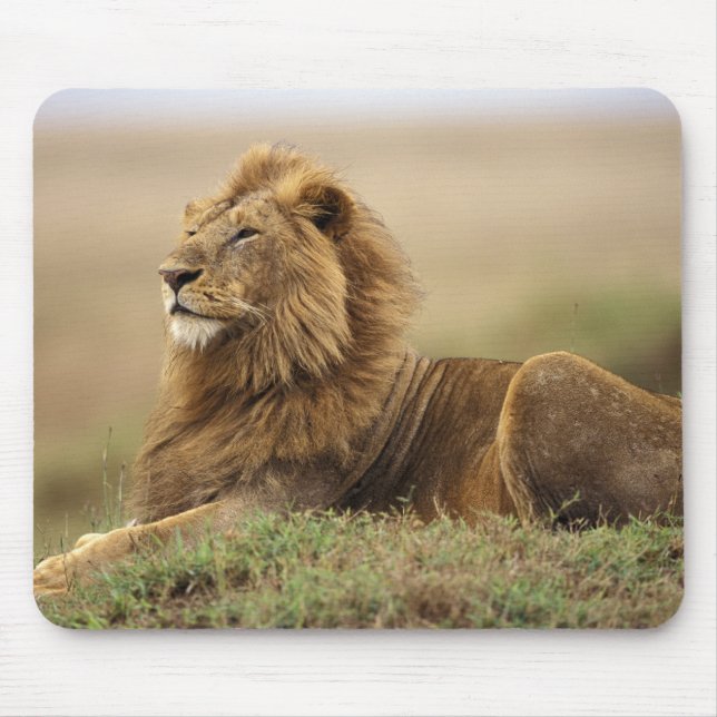 Kenya, Masai Mara | Male Lion Mouse Pad (Front)