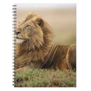 Kenya, Masai Mara Male Lion Notebook