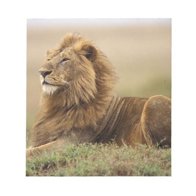 Kenya, Masai Mara | Male Lion Notepad (Front)