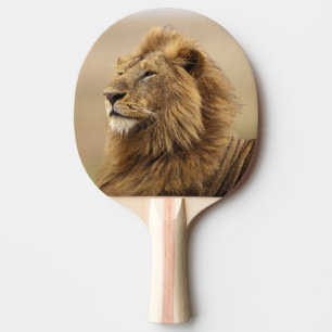 Kenya, Masai Mara Male Lion Ping Pong Paddle
