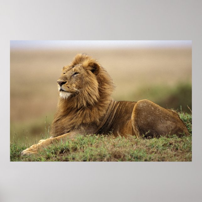 Kenya, Masai Mara | Male Lion Poster (Front)