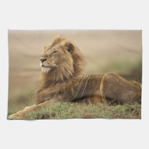 Kenya, Masai Mara Male Lion Tea Towel