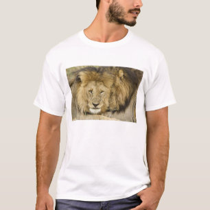 Kenya, Masai Mara. Two lions resting face to T-Shirt