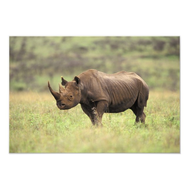 Kenya, Nairobi National Park. Black Rhinoceros Photo Print (Front)