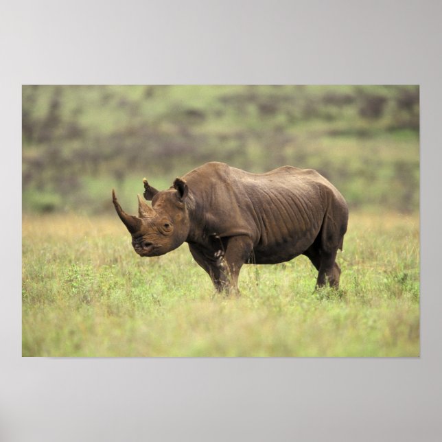 Kenya, Nairobi National Park. Black Rhinoceros Poster (Front)