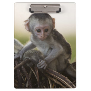Kenya, Samburu Game Reserve. Vervet Monkey Clipboard