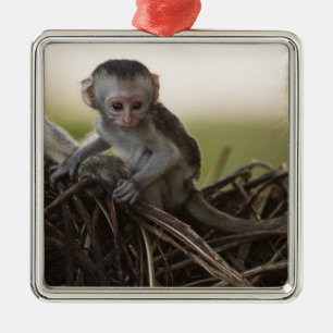Kenya, Samburu Game Reserve. Vervet Monkey Metal Tree Decoration