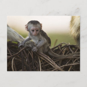 Kenya, Samburu Game Reserve. Vervet Monkey Postcard