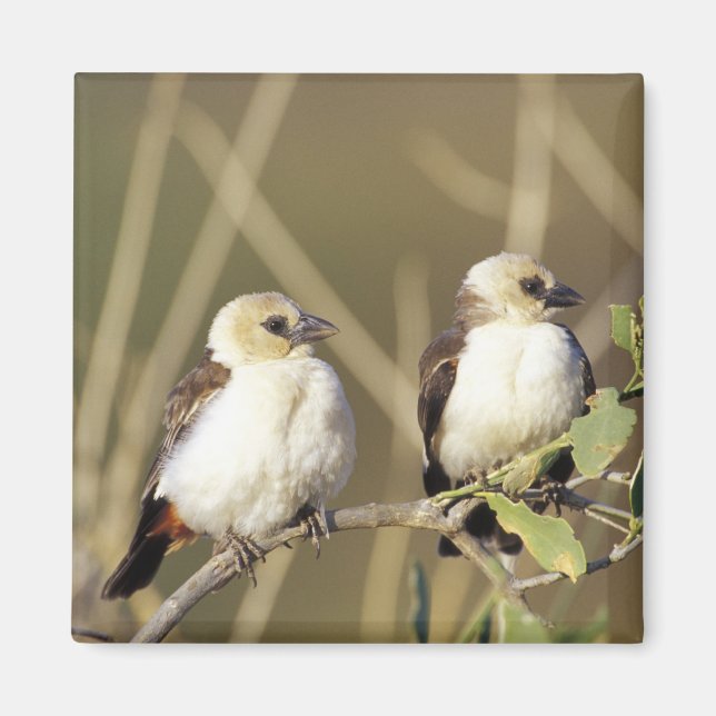 Kenya, Samburu National Reserve Magnet (Front)