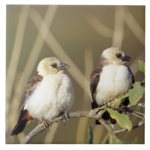 Kenya, Samburu National Reserve Tile