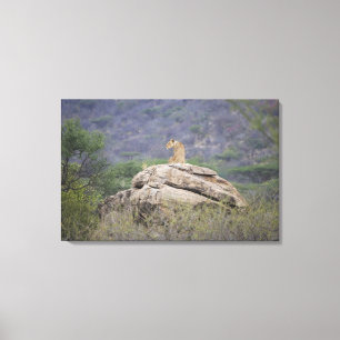 Kenya, Samburu Nature Reserve, female lion on Canvas Print