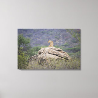 Kenya, Samburu Nature Reserve, female lion on Canvas Print