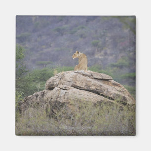 Kenya, Samburu Nature Reserve, female lion on Magnet