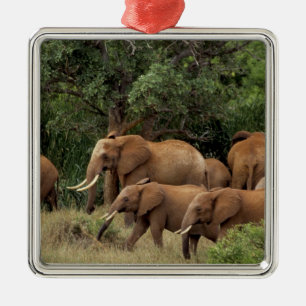 Kenya: Tsavo East National Park, herd African Metal Tree Decoration