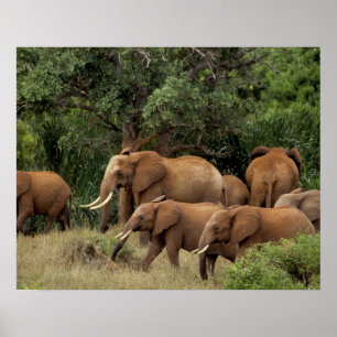 Kenya: Tsavo East National Park, herd African Poster
