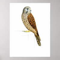 Kestrel 2011