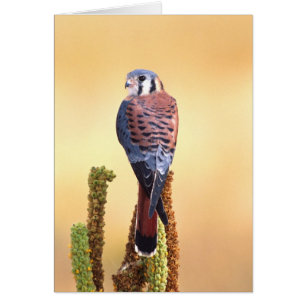 Kestrel, Falco sparverius, Native to US & Canada