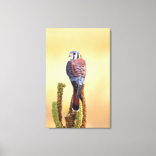 Kestrel, Falco sparverius, Native to US & Canada Canvas Print