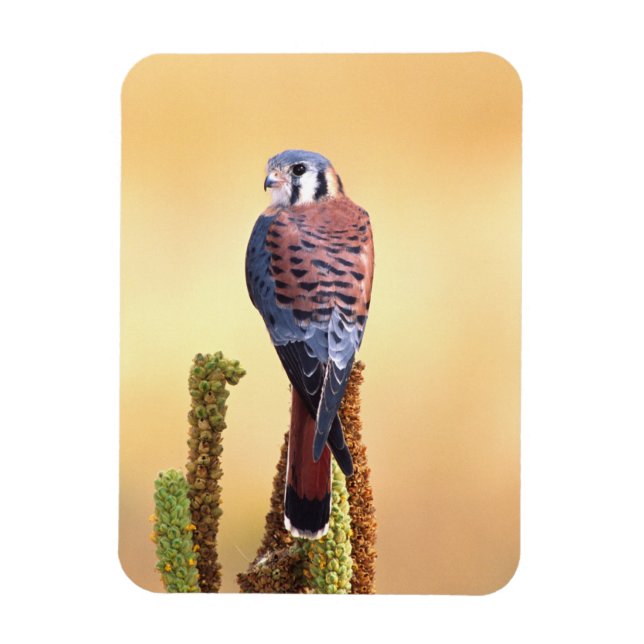 Kestrel, Falco sparverius, Native to US & Canada Magnet (Vertical)