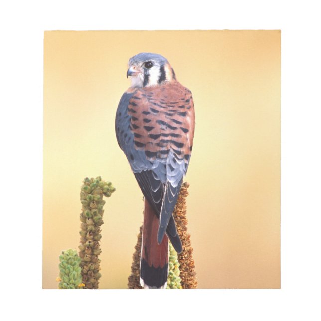 Kestrel, Falco sparverius, Native to US & Canada Notepad (Front)