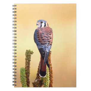 Kestrel, Falco sparverius, Native to US & Canada Spiral Notebook