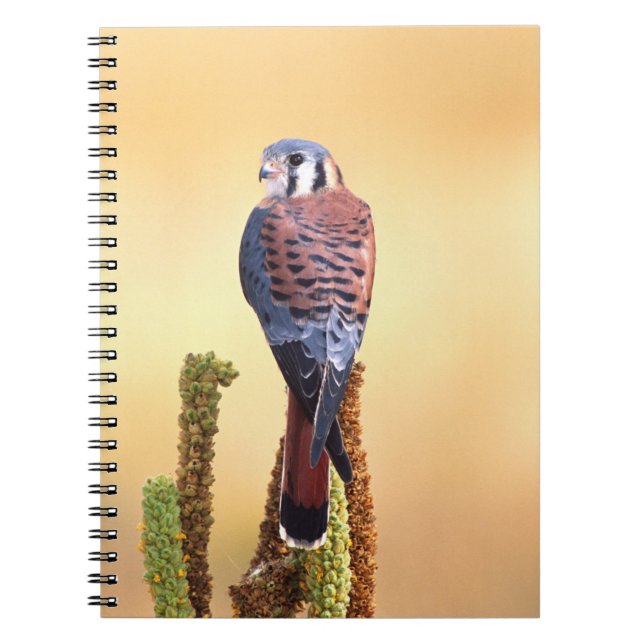 Kestrel, Falco sparverius, Native to US & Canada Spiral Notebook (Front)